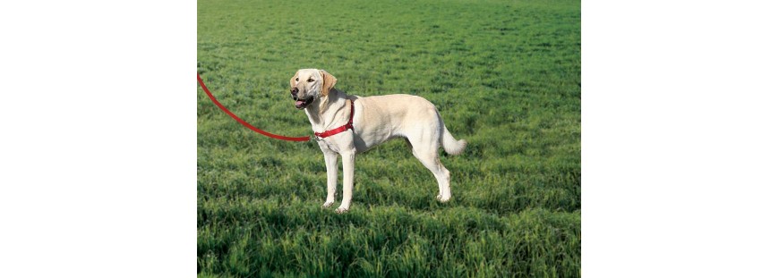 ✔ Arnés para perros ▷ www.animalnatura.com